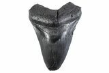 Bargain, Fossil Megalodon Tooth - South Carolina #332356-1